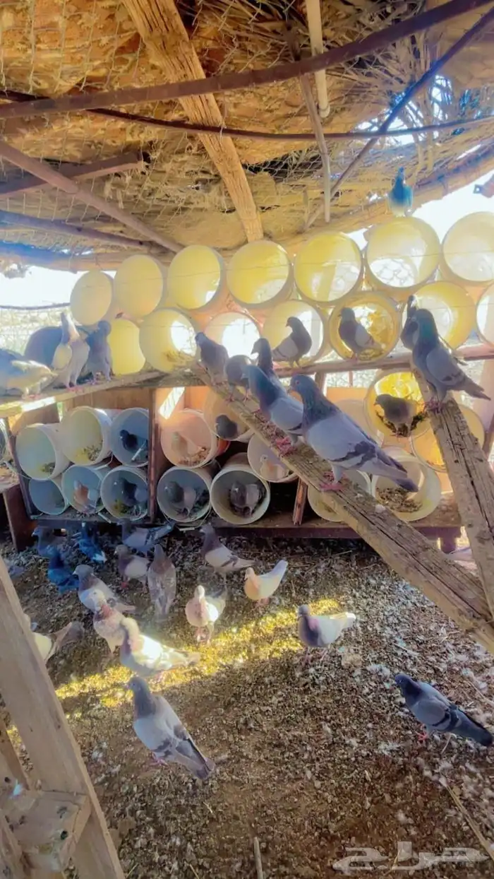 حمام فرنسي سلفر سوبر جامبو 2