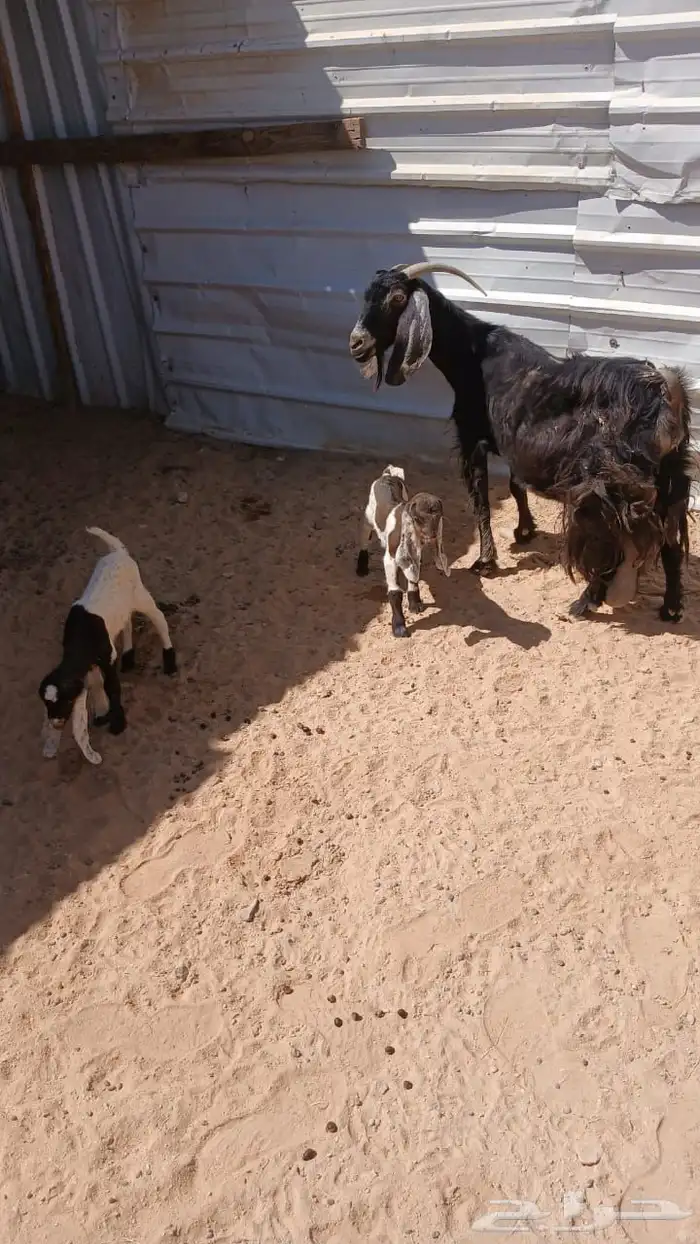 عنز عارضيه للبيع تحته تيسين 1