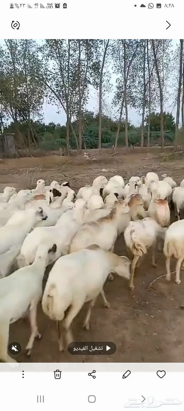 ضان رفيدي قرايب دفيع على الشرط فحص سونار مضمونه ومشروطه 2