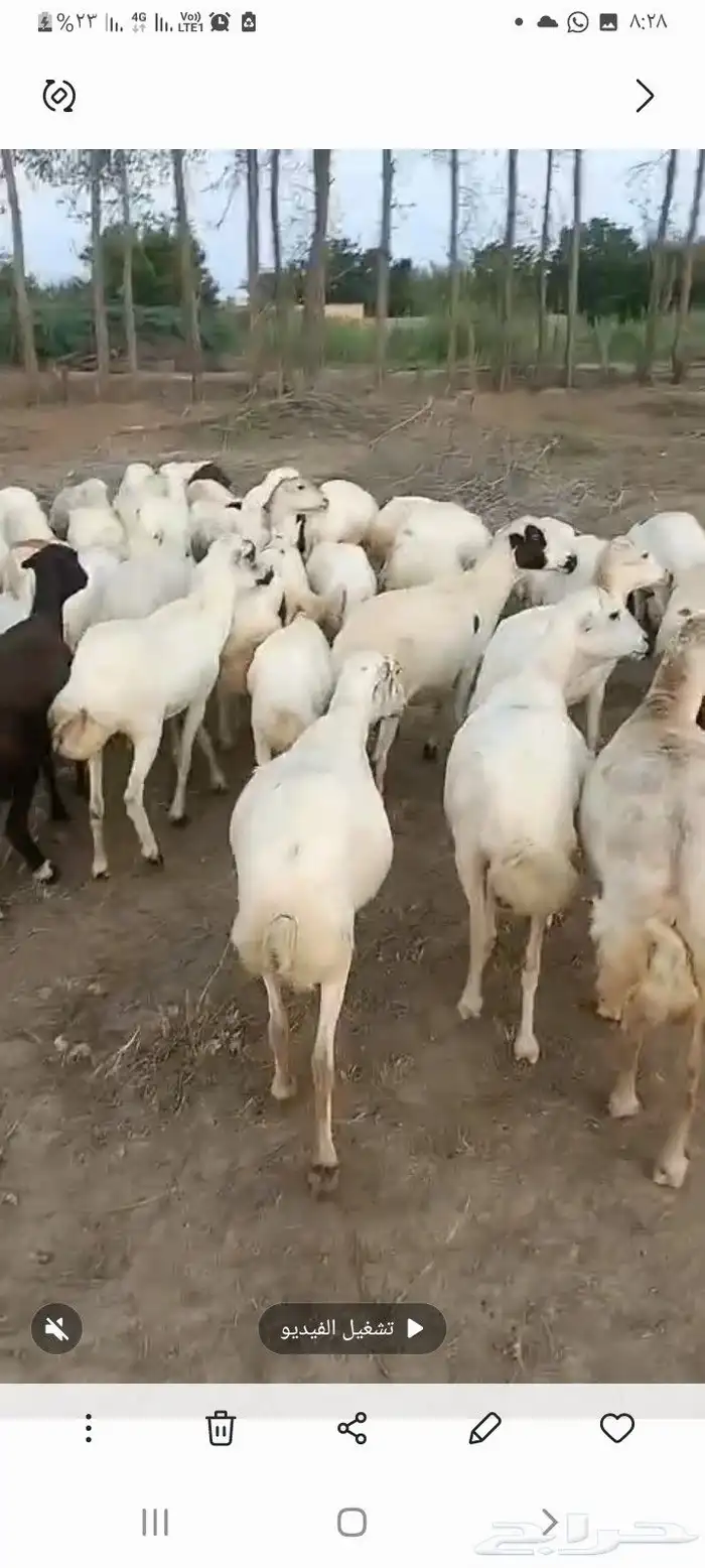 ضان رفيدي قرايب دفيع على الشرط فحص سونار مضمونه ومشروطه 1