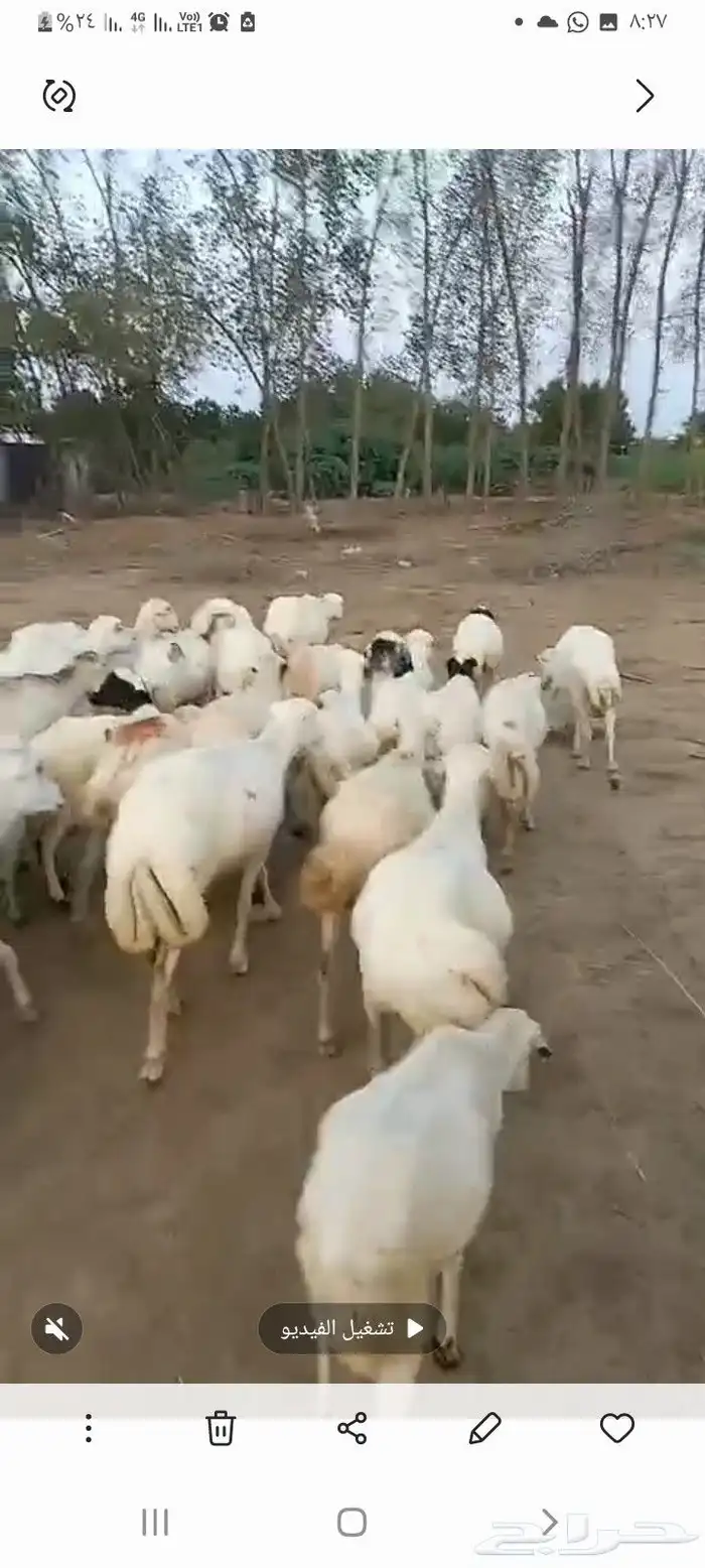 ضان رفيدي قرايب دفيع على الشرط فحص سونار مضمونه ومشروطه 5