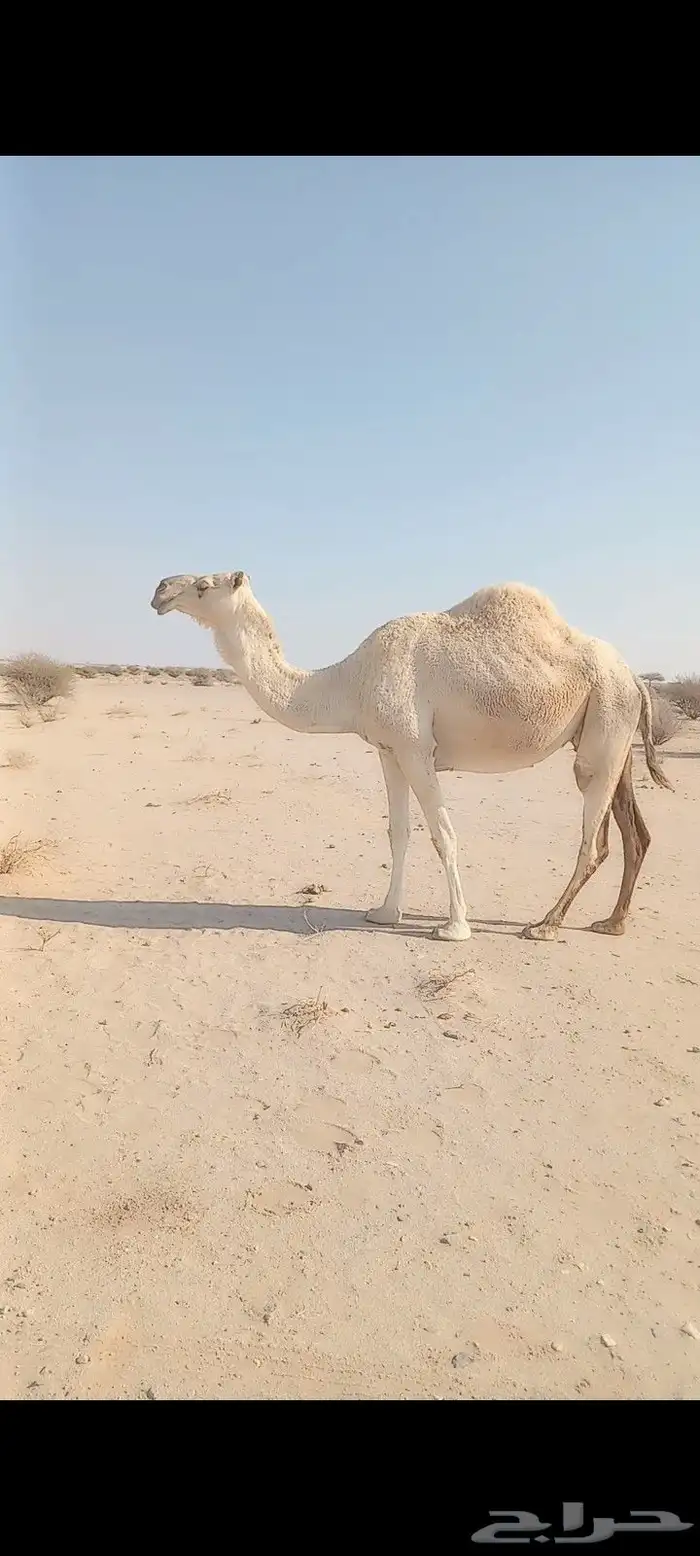 للبيع نياق لقحات وحده ملاقي 0