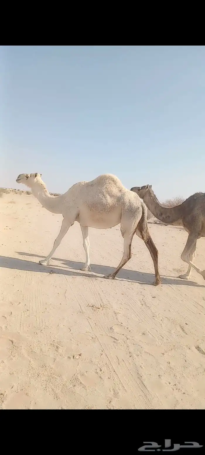 للبيع نياق لقحات وحده ملاقي 1