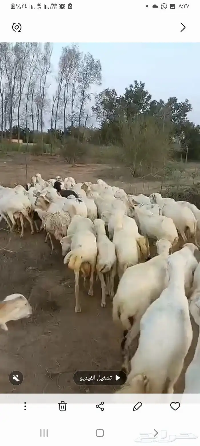 ضان رفيدي قرايب دفيع على الشرط فحص سونار مضمونه ومشروطه 3