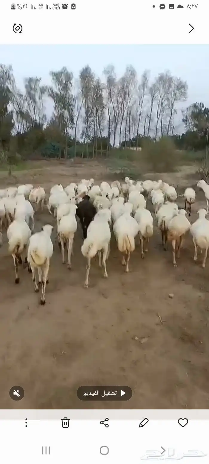 ضان رفيدي قرايب دفيع على الشرط فحص سونار مضمونه ومشروطه 8