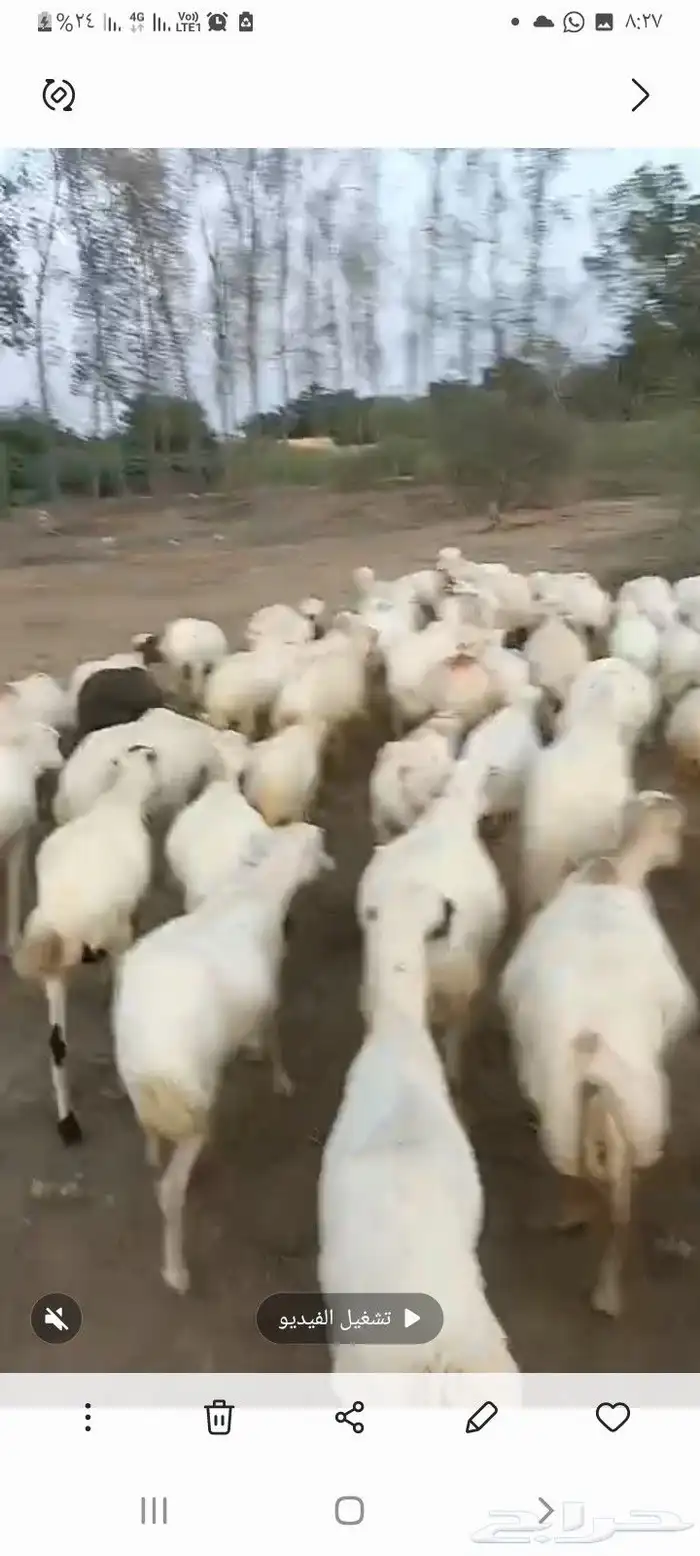 ضان رفيدي قرايب دفيع على الشرط فحص سونار مضمونه ومشروطه 4