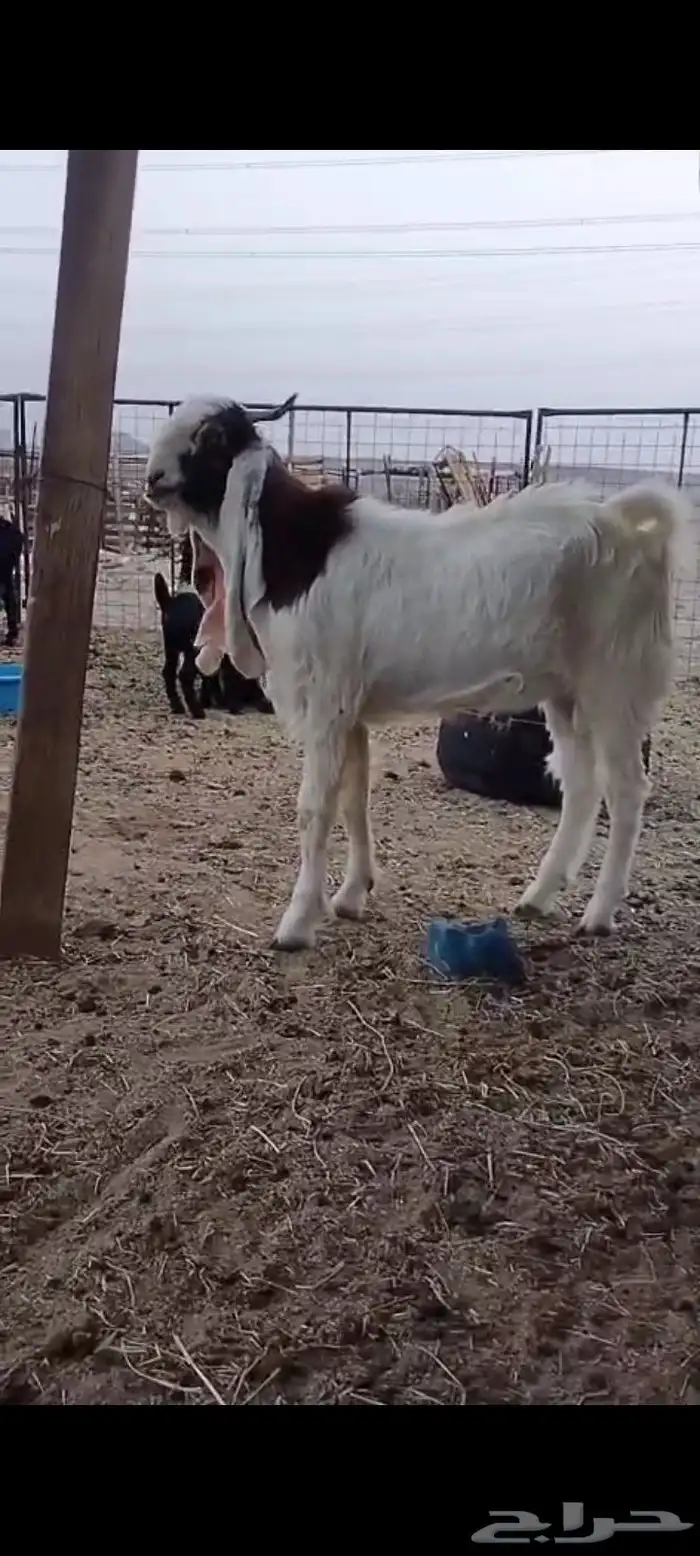 تيس فحل شرط 2