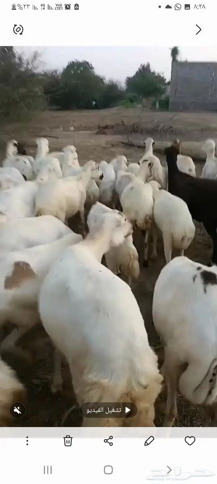 ضان رفيدي قرايب دفيع على الشرط فحص سونار مضمونه ومشروطه 0