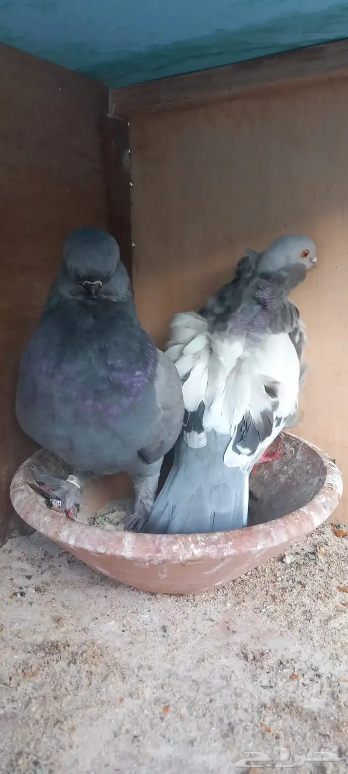 للبيع جوز كنق تب التب 3