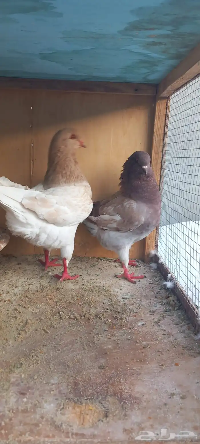 للبيع جوز كنق تب التب 1