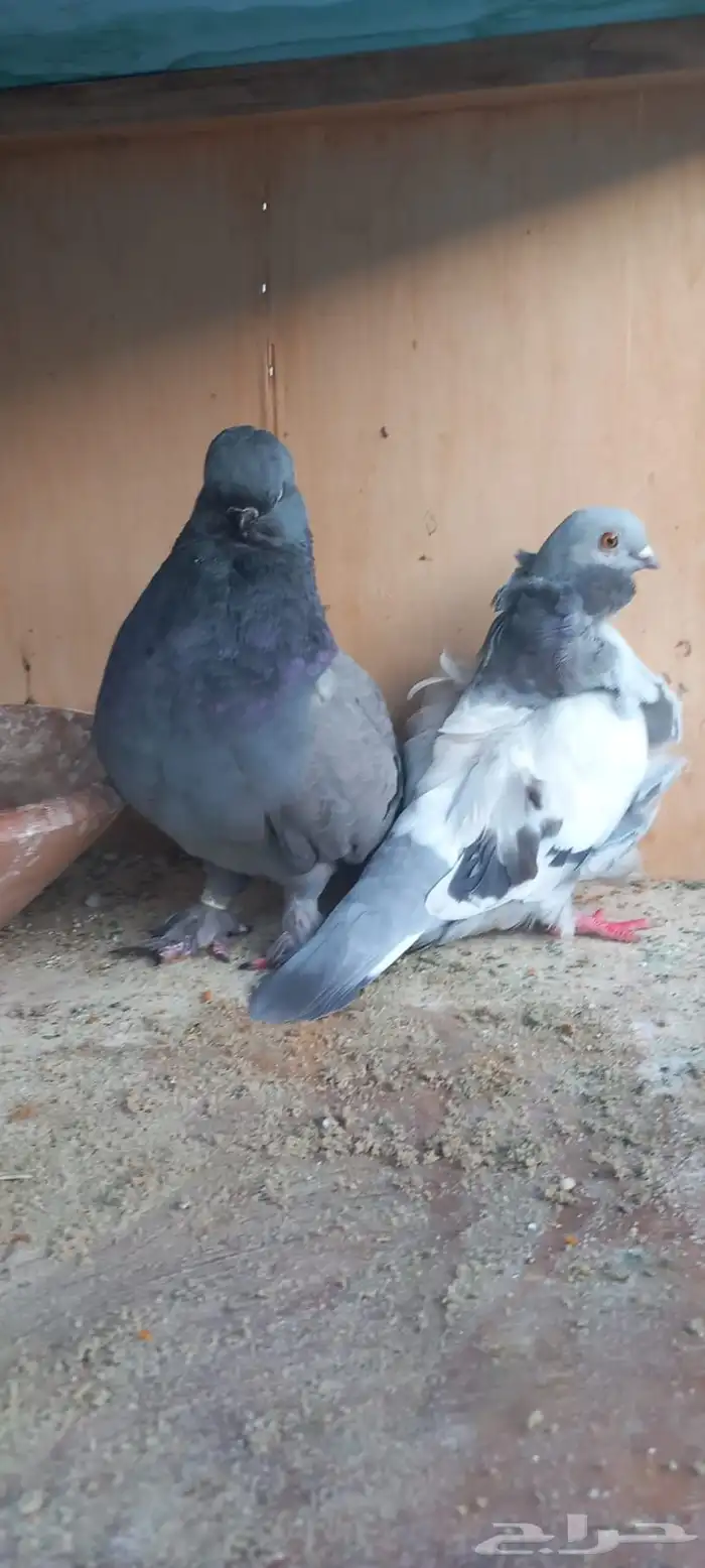 للبيع جوز كنق تب التب 4