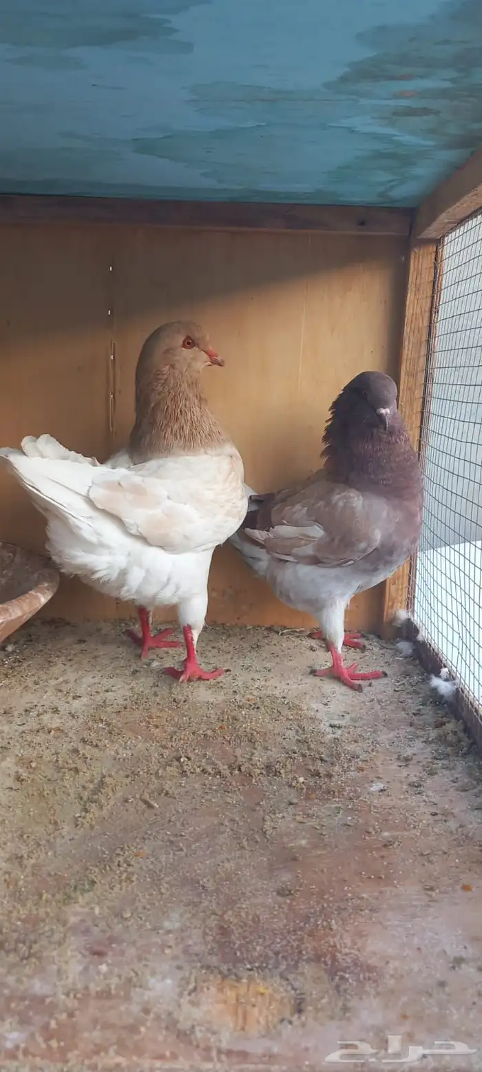 للبيع جوز كنق تب التب 2