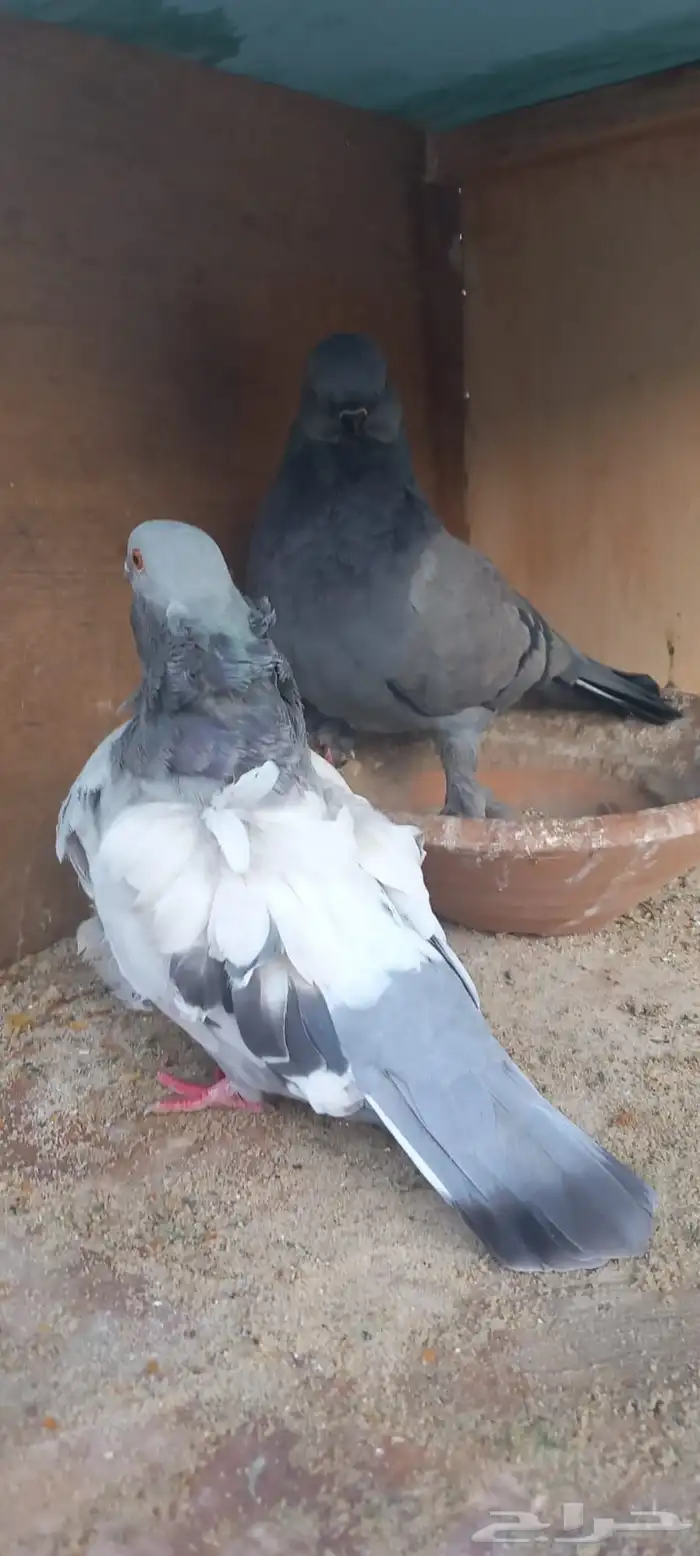 للبيع جوز كنق تب التب 5