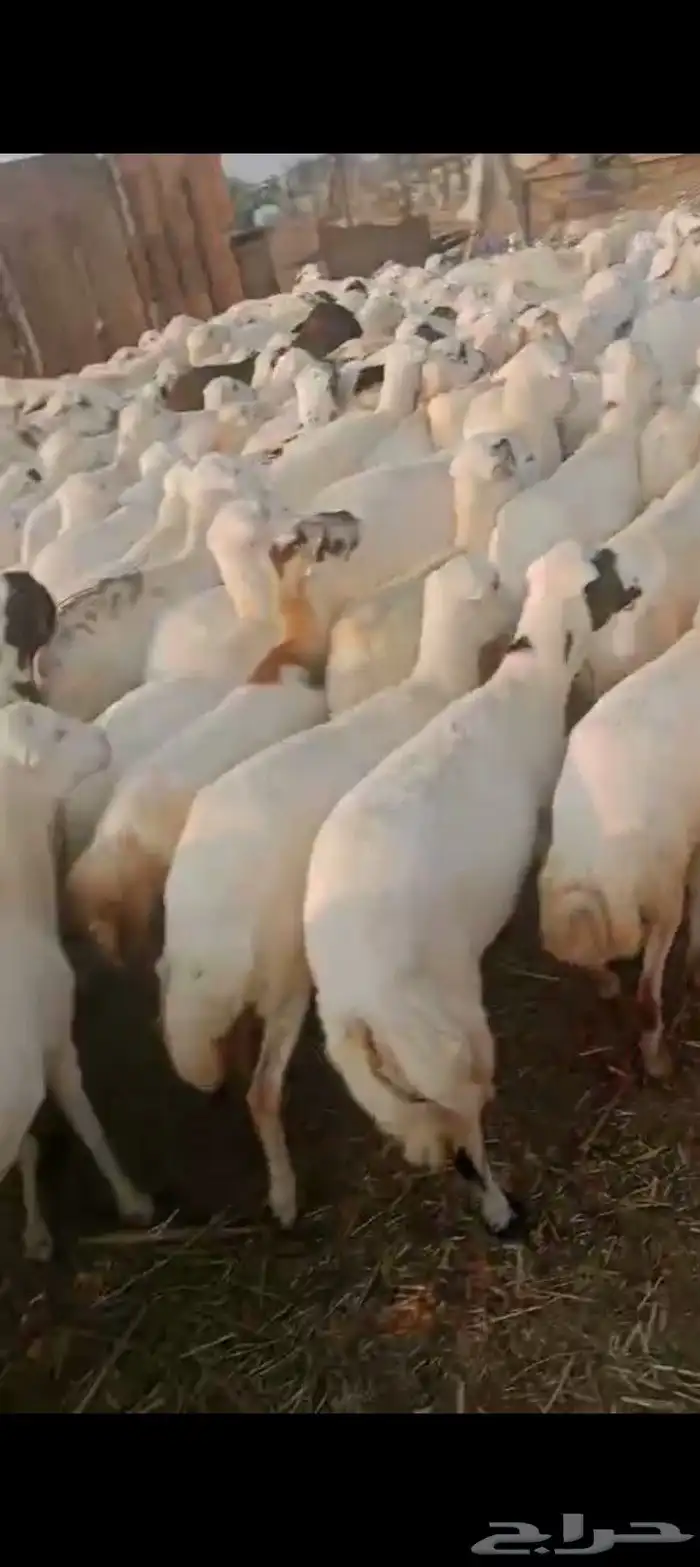 يوجد لدينا ضأن رفديات دفيع قرايب مولدات 1