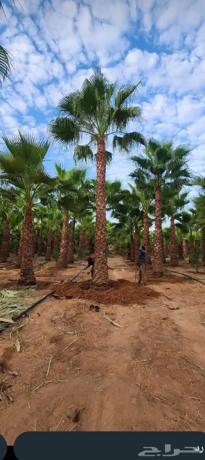 نخل البيع 3