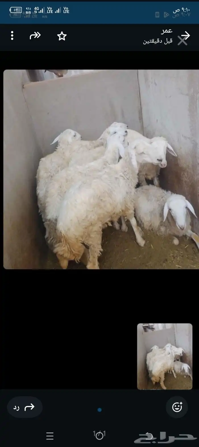 طليان حري تم البيع 0