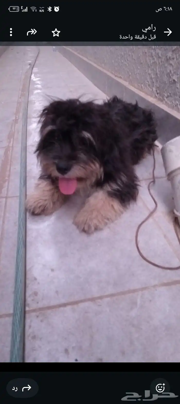 النوع  مالتيز ذكر العمر سنتين ملاحظات  لعوب جدا ومرح 0