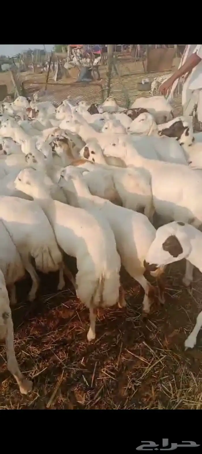 يوجد لدينا ضأن رفديات دفيع قرايب مولدات 0