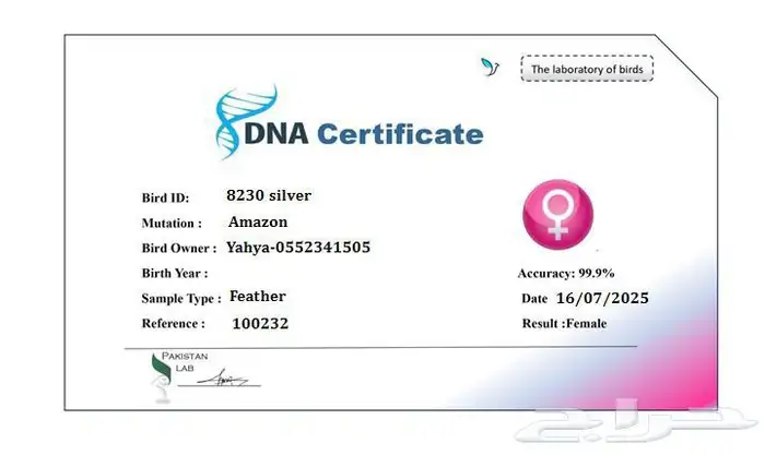 ببغا امزوني 0