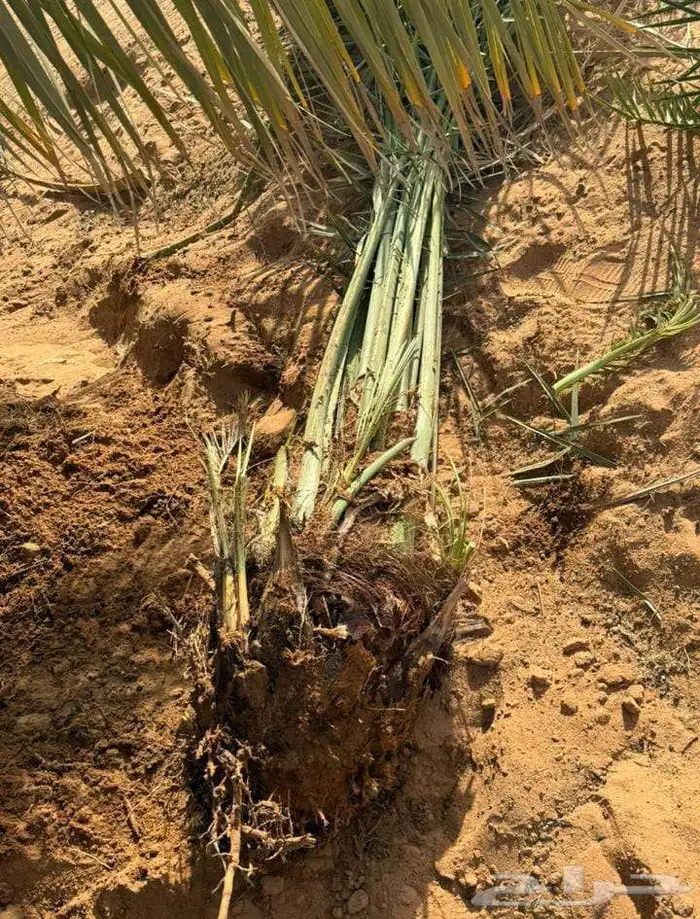 نخل للبيع القصيم 4