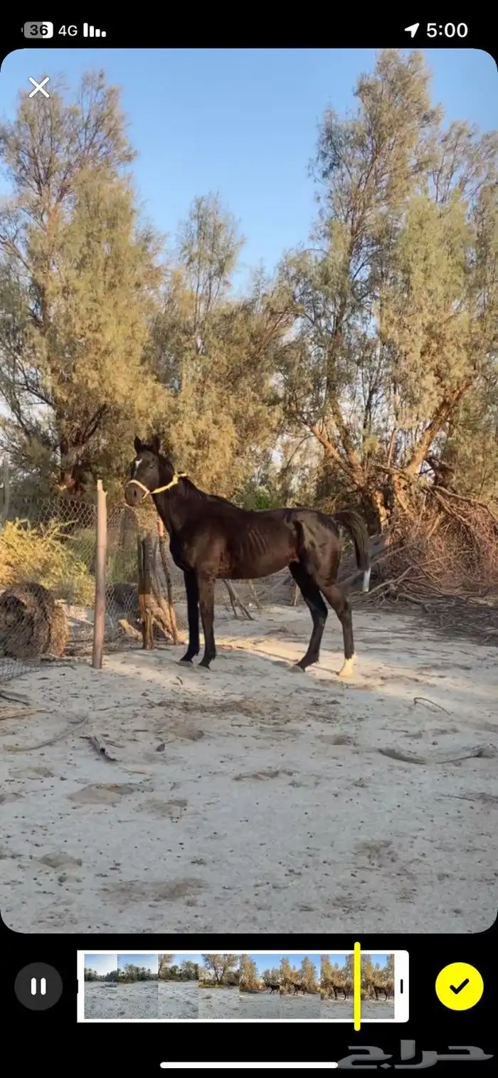 حصان للبيع 2