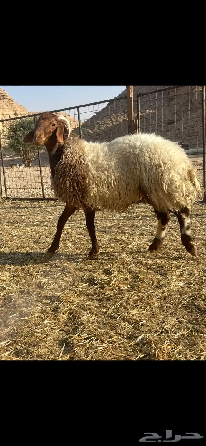 خروف جذع نعيمي مغلق شحم 2