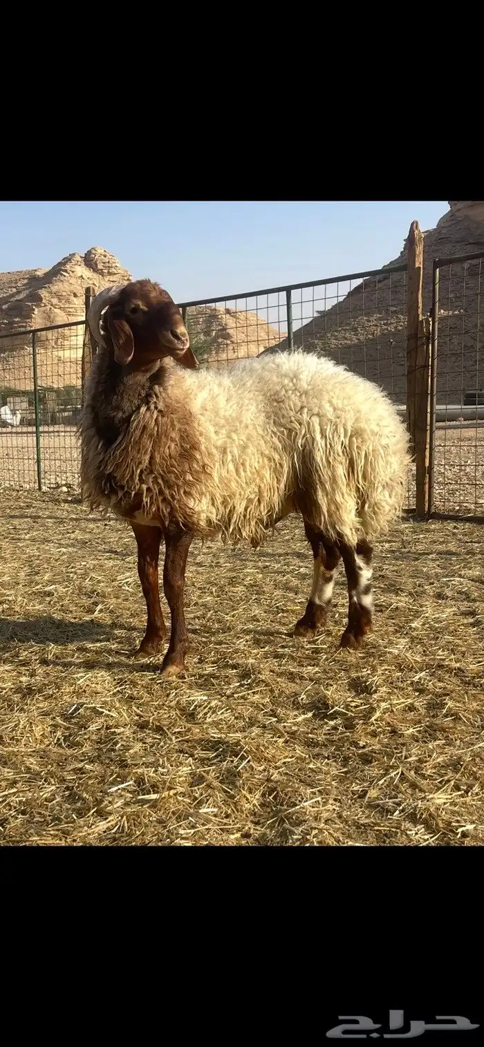 خروف جذع نعيمي مغلق شحم 1