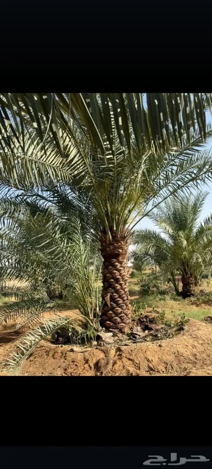 واشنطن نخيل الواشنطن ازينه 2