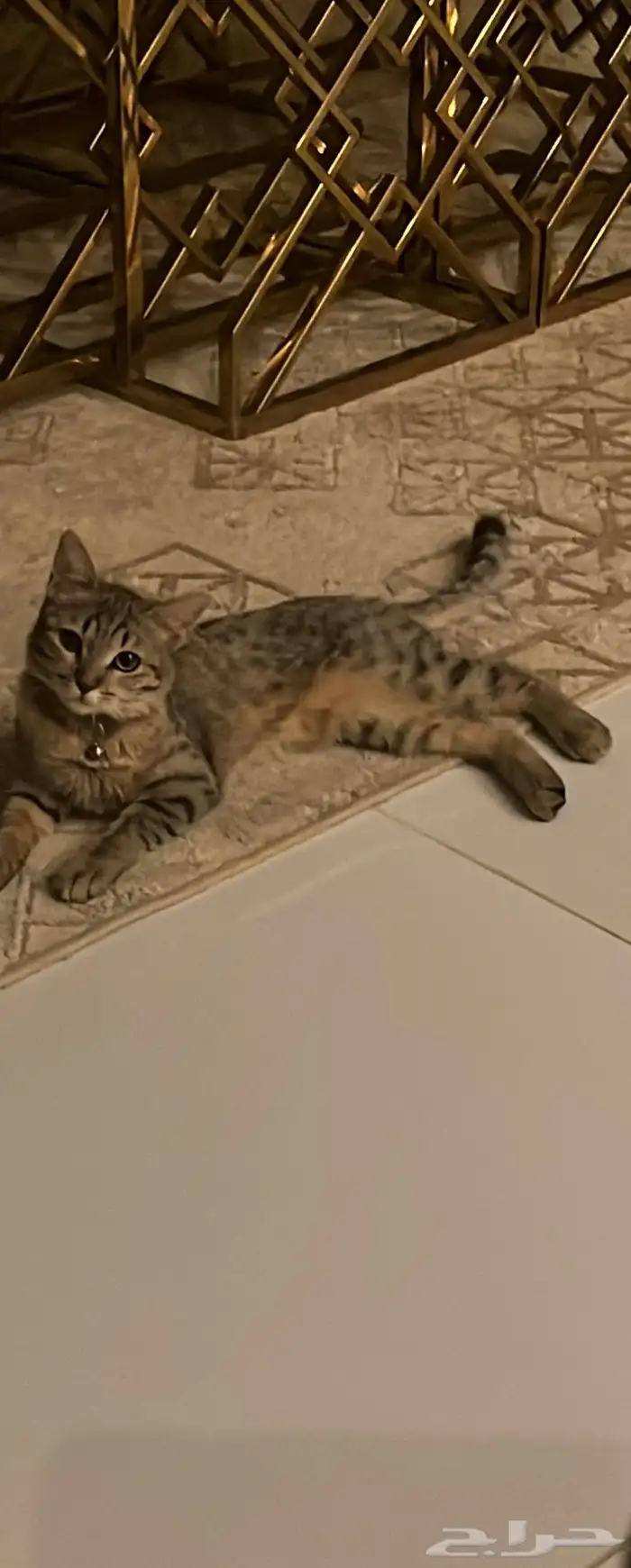 قطوه لتبني شيرازي 0