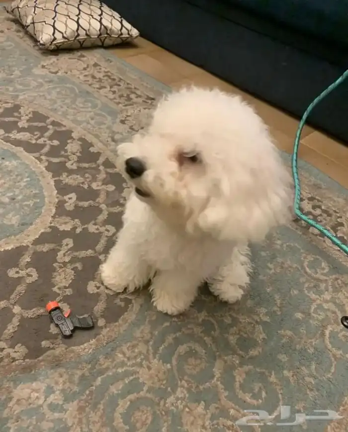 كلب من البيشون فريز الفرنسي 1