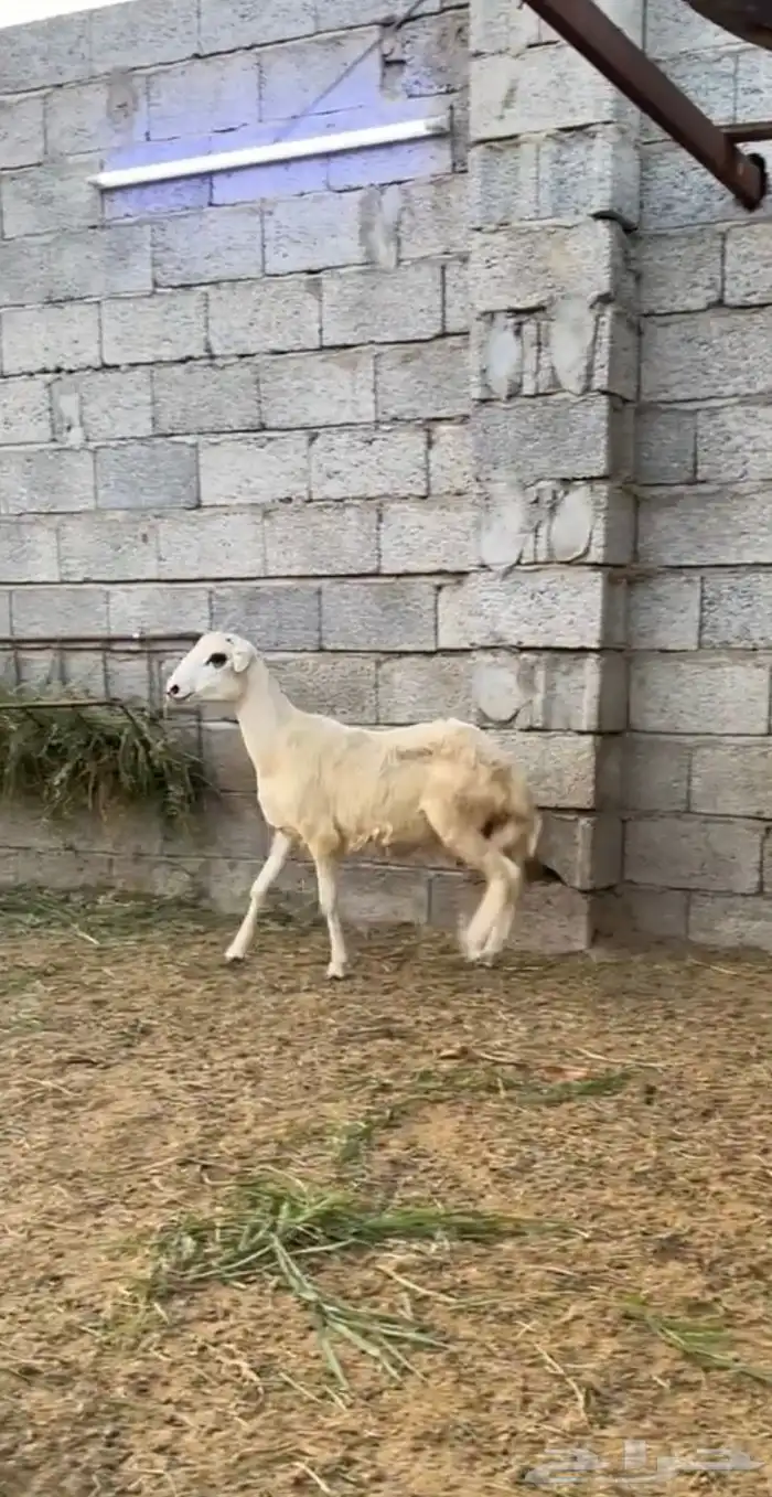 فرير للبيع 1