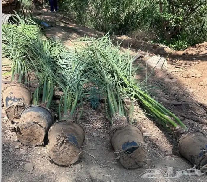 نخيل وفسايل نخيل للبيع 3