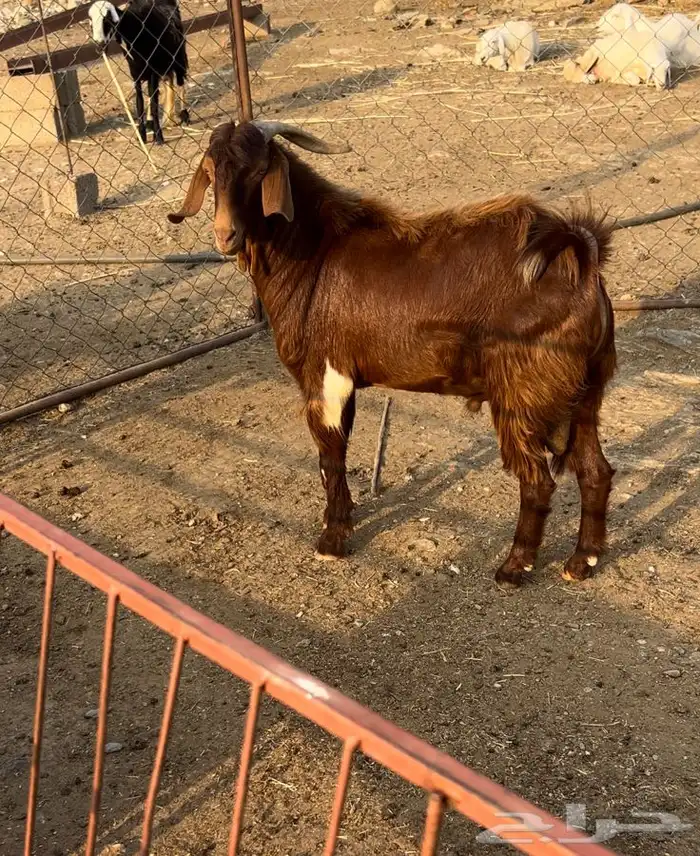 فحل ادهم مطور 3