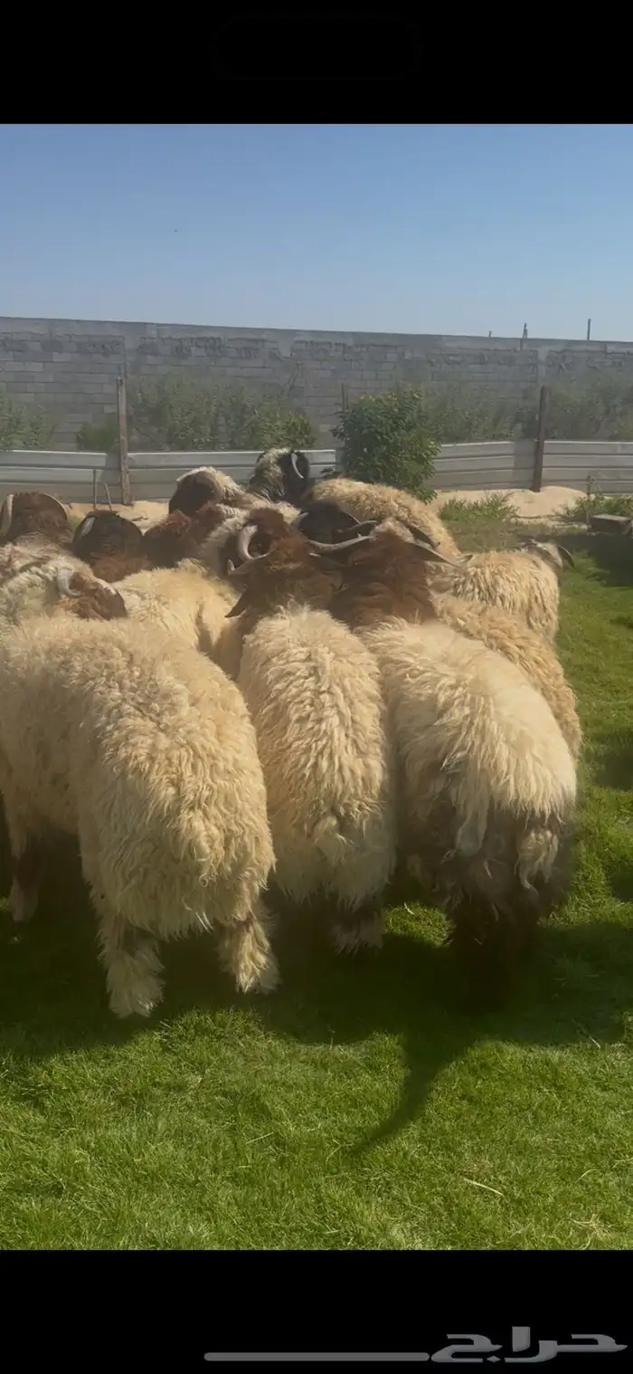 خرفان نعيم بلدي مناسبات 0