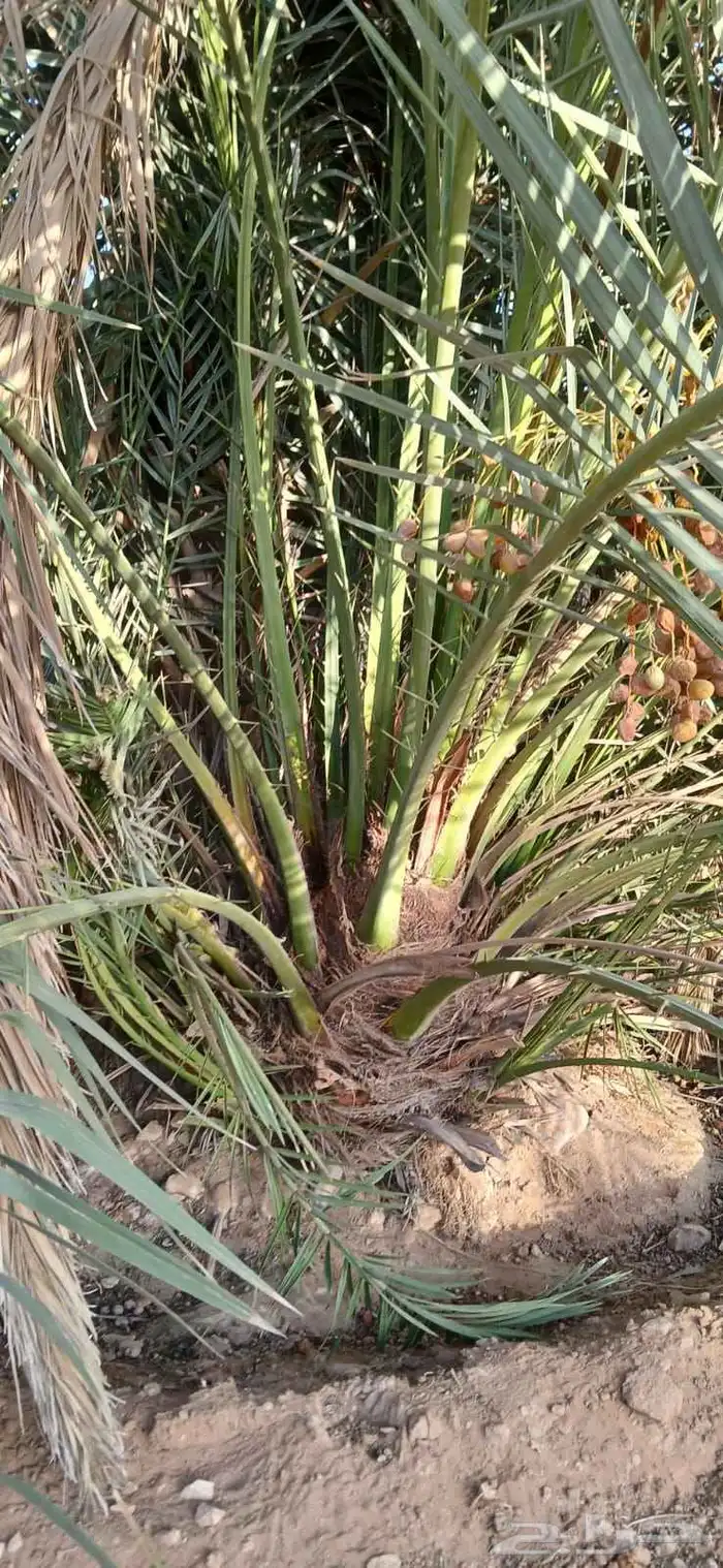 نخيل البيع 4