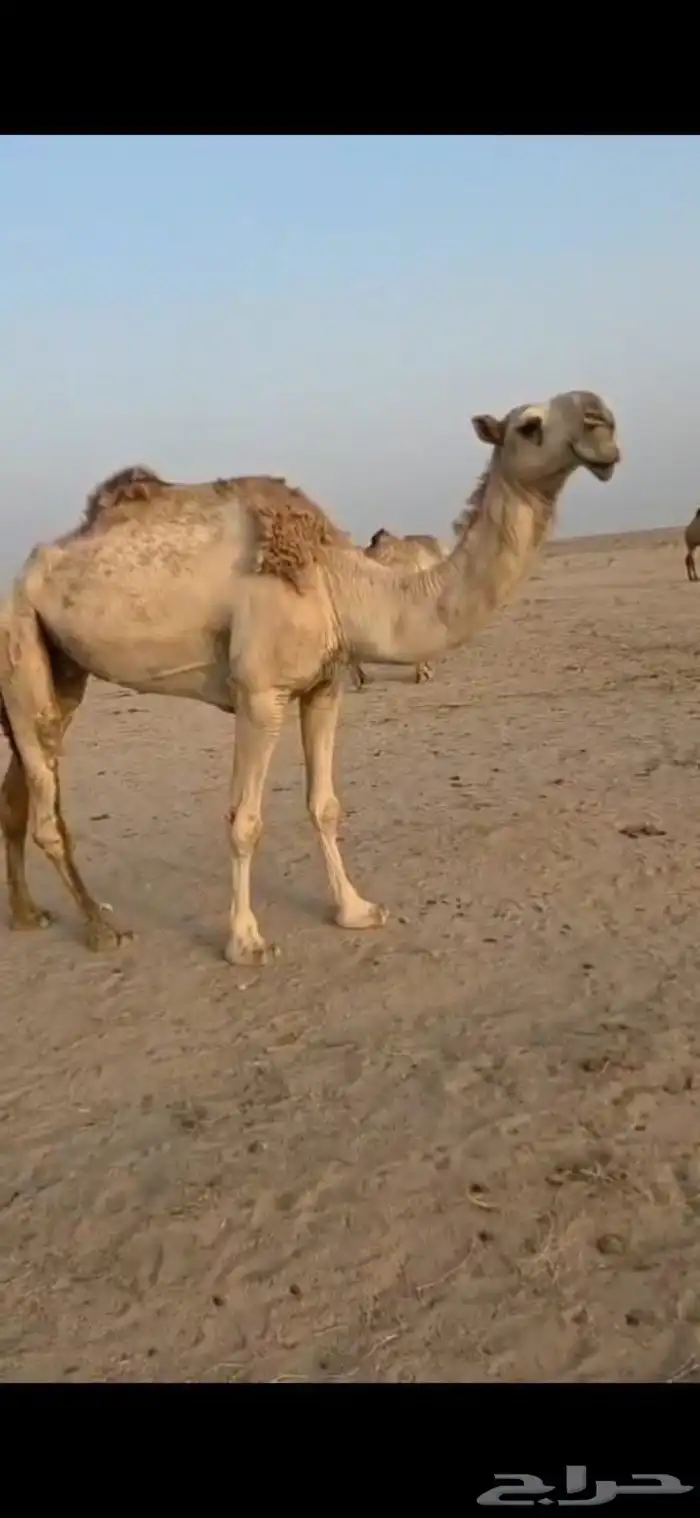 للبيع ناقه ضريبه شقحاء باتليه 0