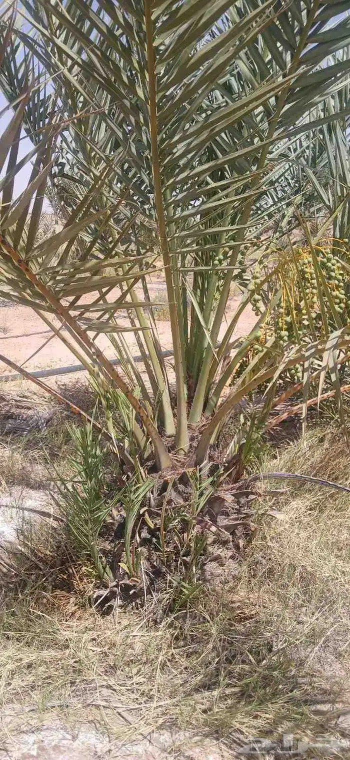 نخيل البيع 7