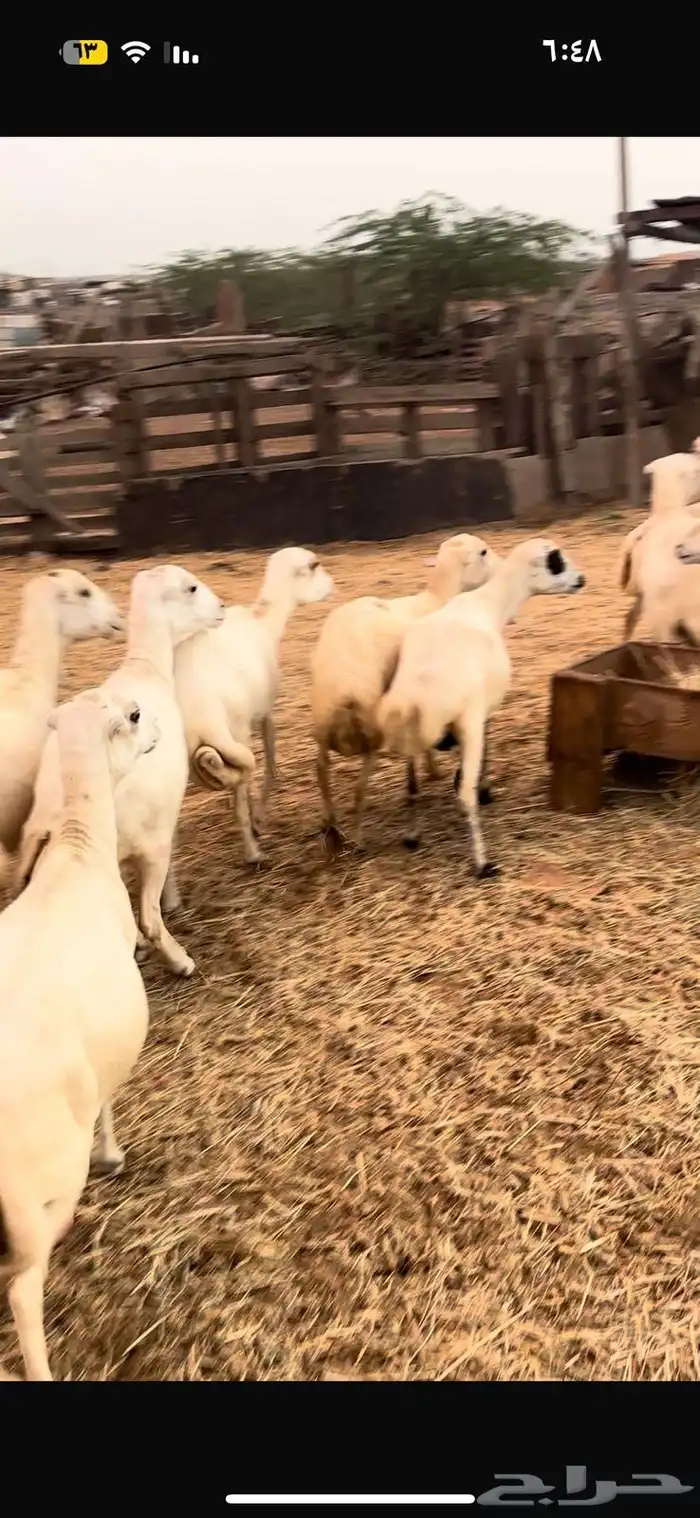 10 ضان رفيديه الحد من 900 3