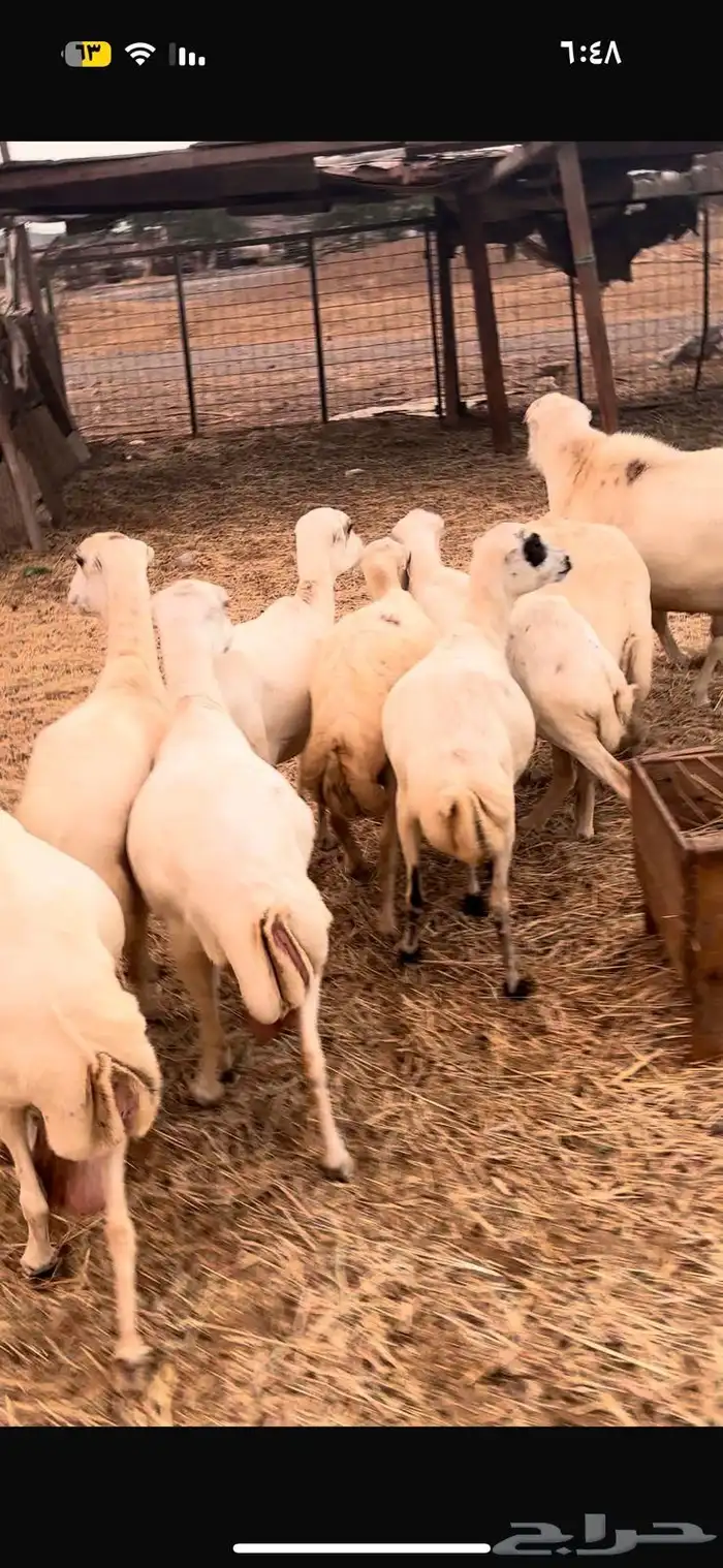 10 ضان رفيديه الحد من 900 2