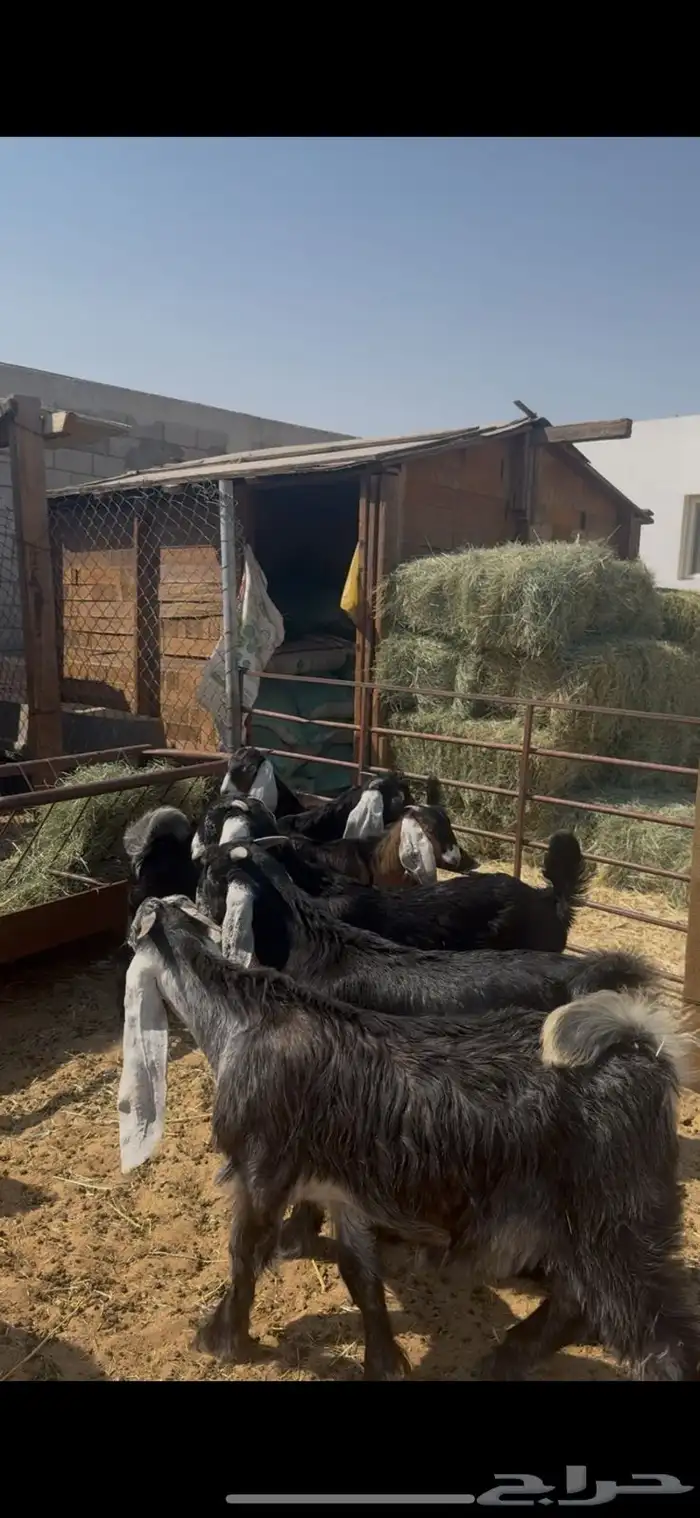 ذبايح تيوس عوارض فل 0