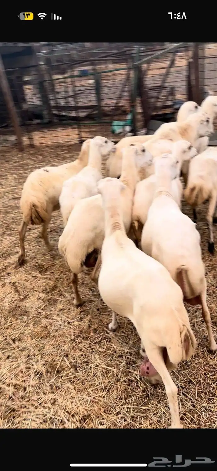 10 ضان رفيديه الحد من 900 1