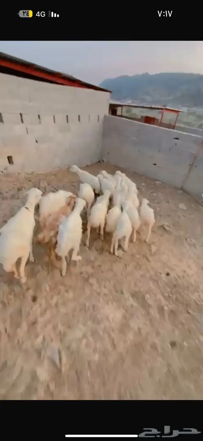 رخال تربيه محايل عسير 1