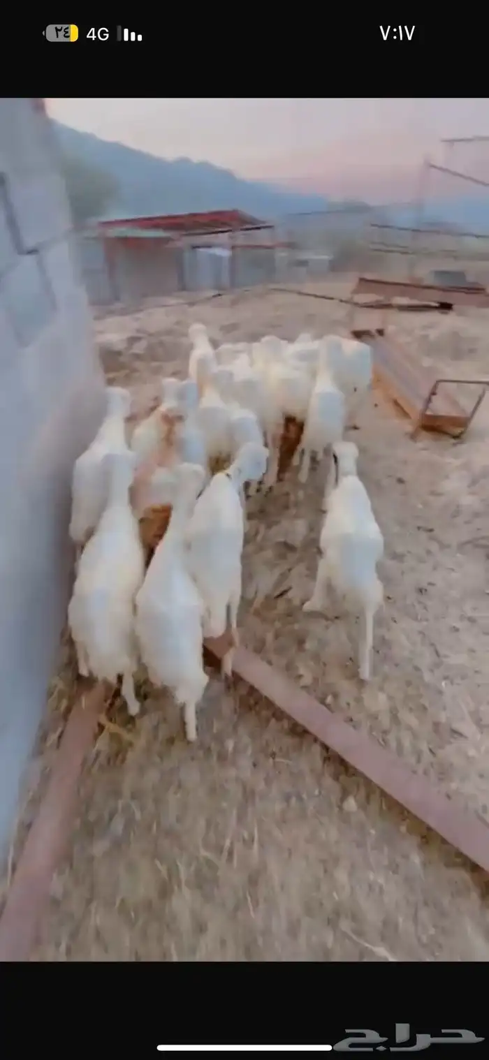 رخال تربيه محايل عسير 2