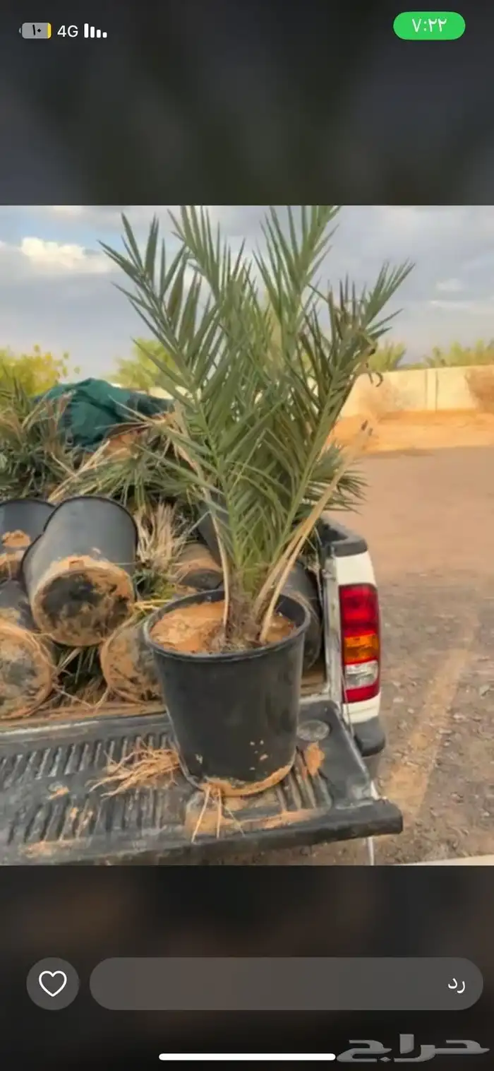 توريد نخيل بجميع انواعه 2