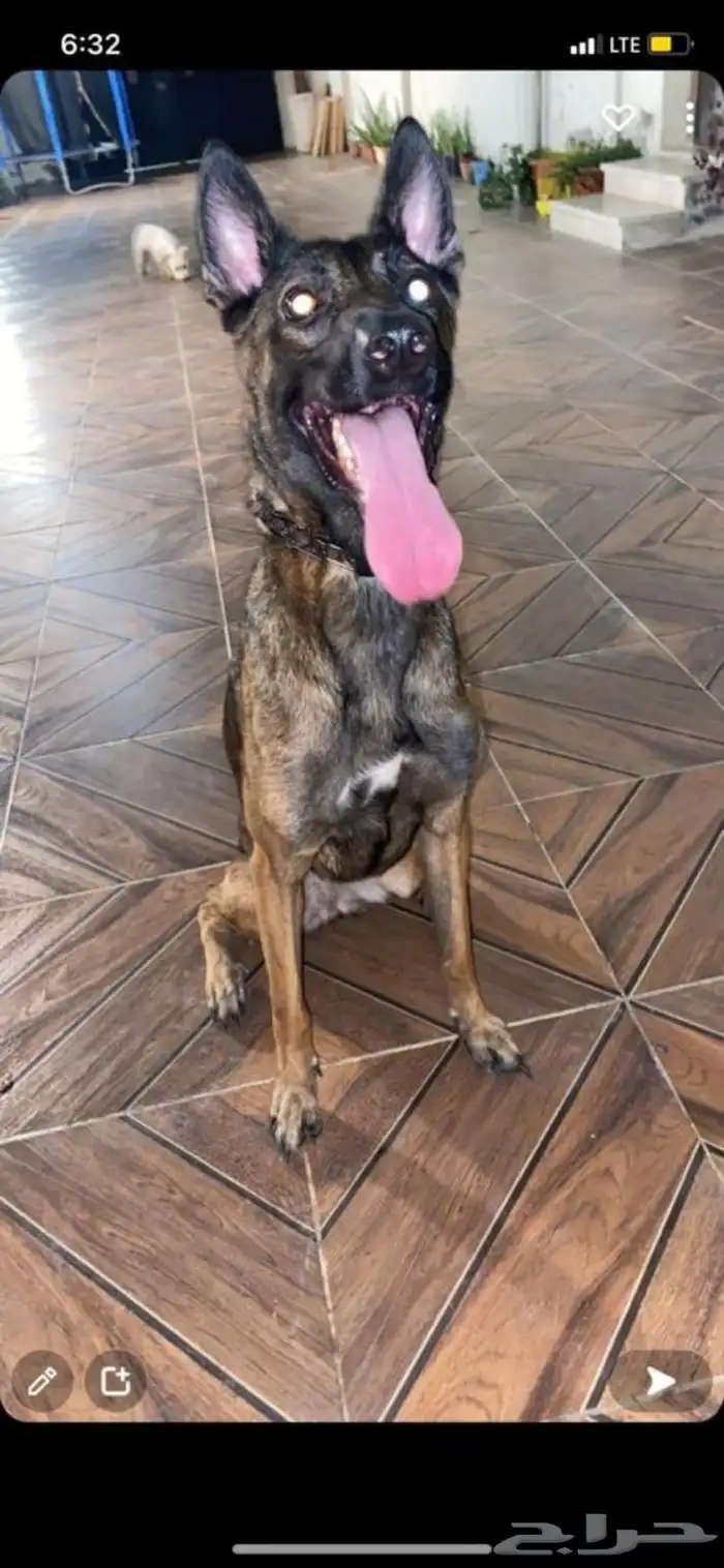 للبيع مالينو للكل جوز وجراويهم 0