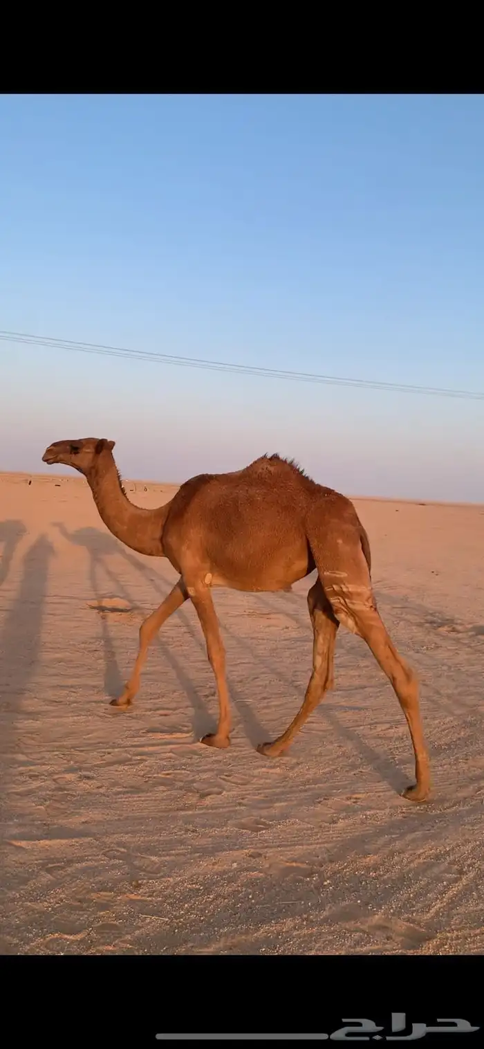 لبيع بكار صفر 3