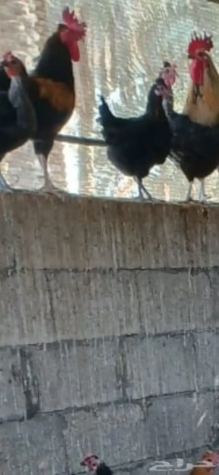 ديك بلدي للبيع 2