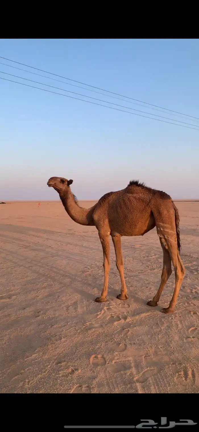 لبيع بكار صفر 2