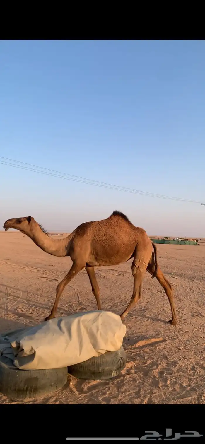 لبيع بكره صفراء دبيانيه 1