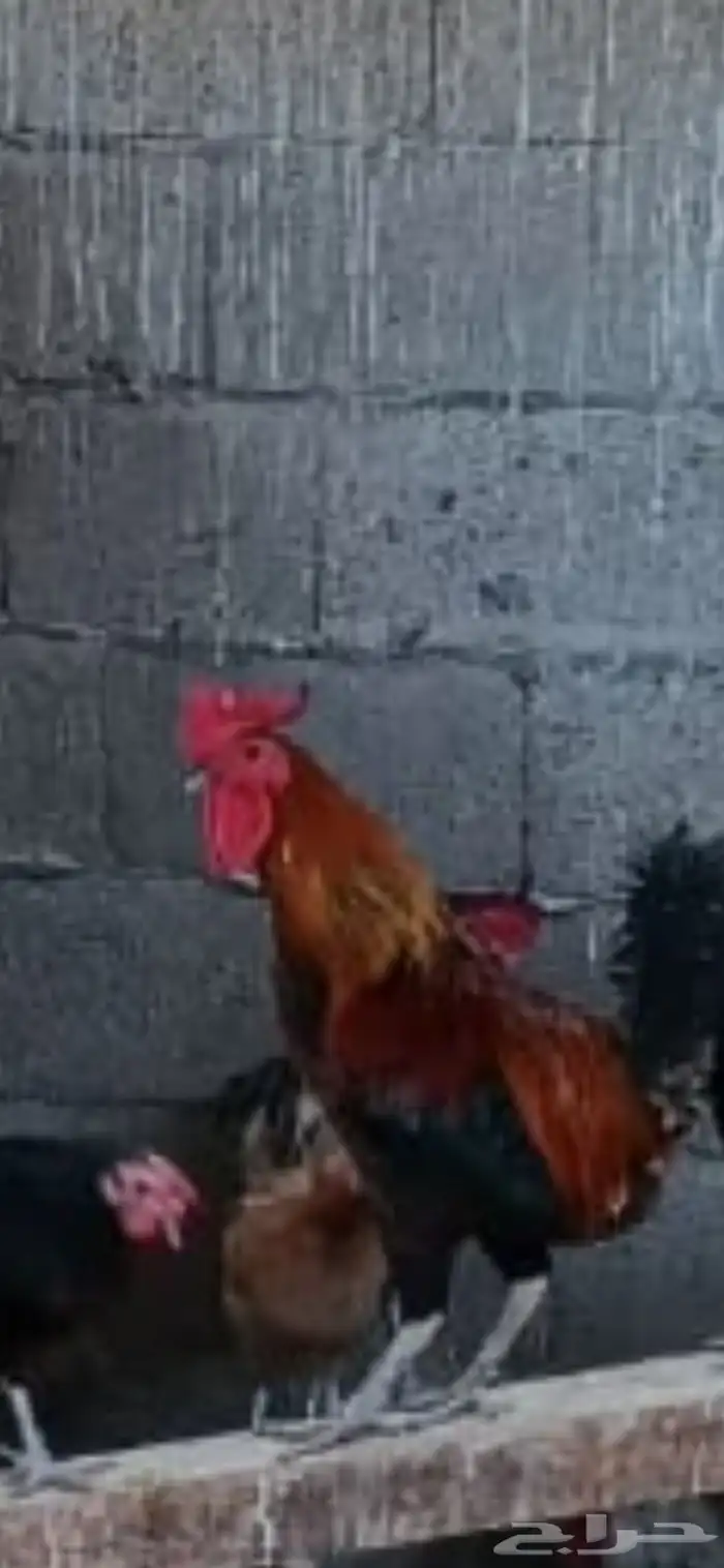 ديك بلدي للبيع 3